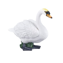 Mute Swan