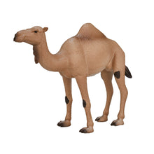 موجو الجمل العربي