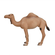 موجو الجمل العربي