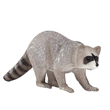 Raccoon