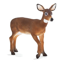 White Tailed Deer Doe