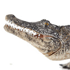 MOJO Wildlife Alligator with Moving Jaw