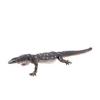 MOJO Perentie Lizard Figure Hand-Painted Reptile Wildlife Model