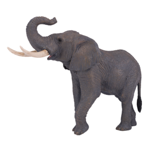 African Elephant