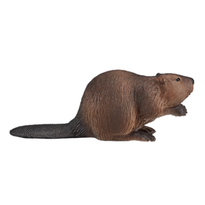 Beaver