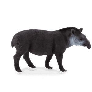 Brazilian Tapir
