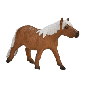 Shetland Pony