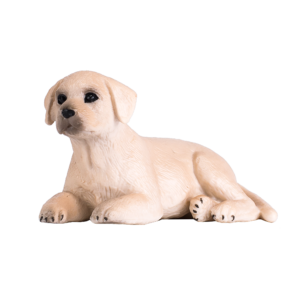 Labrador Puppy